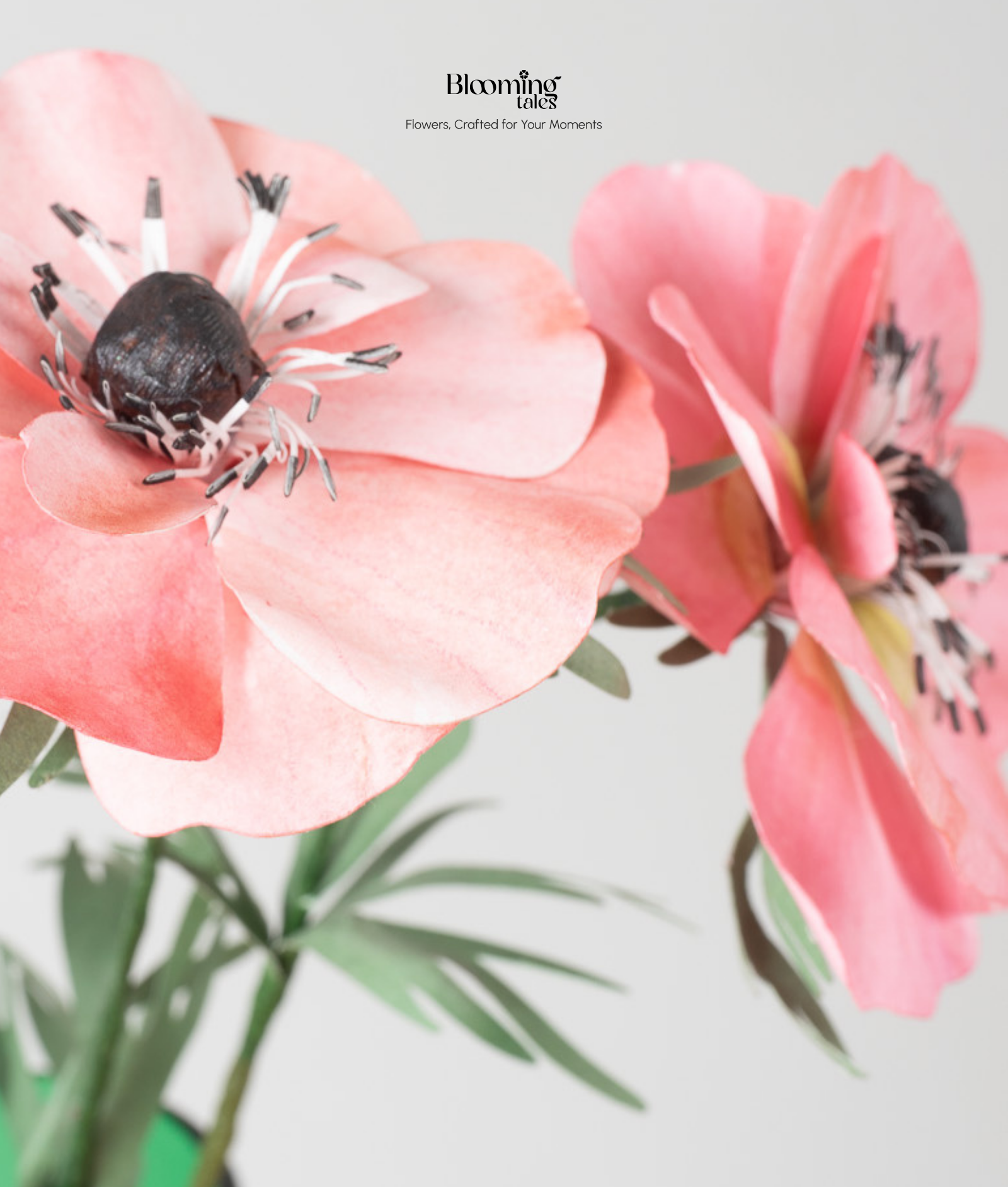 Anemone
