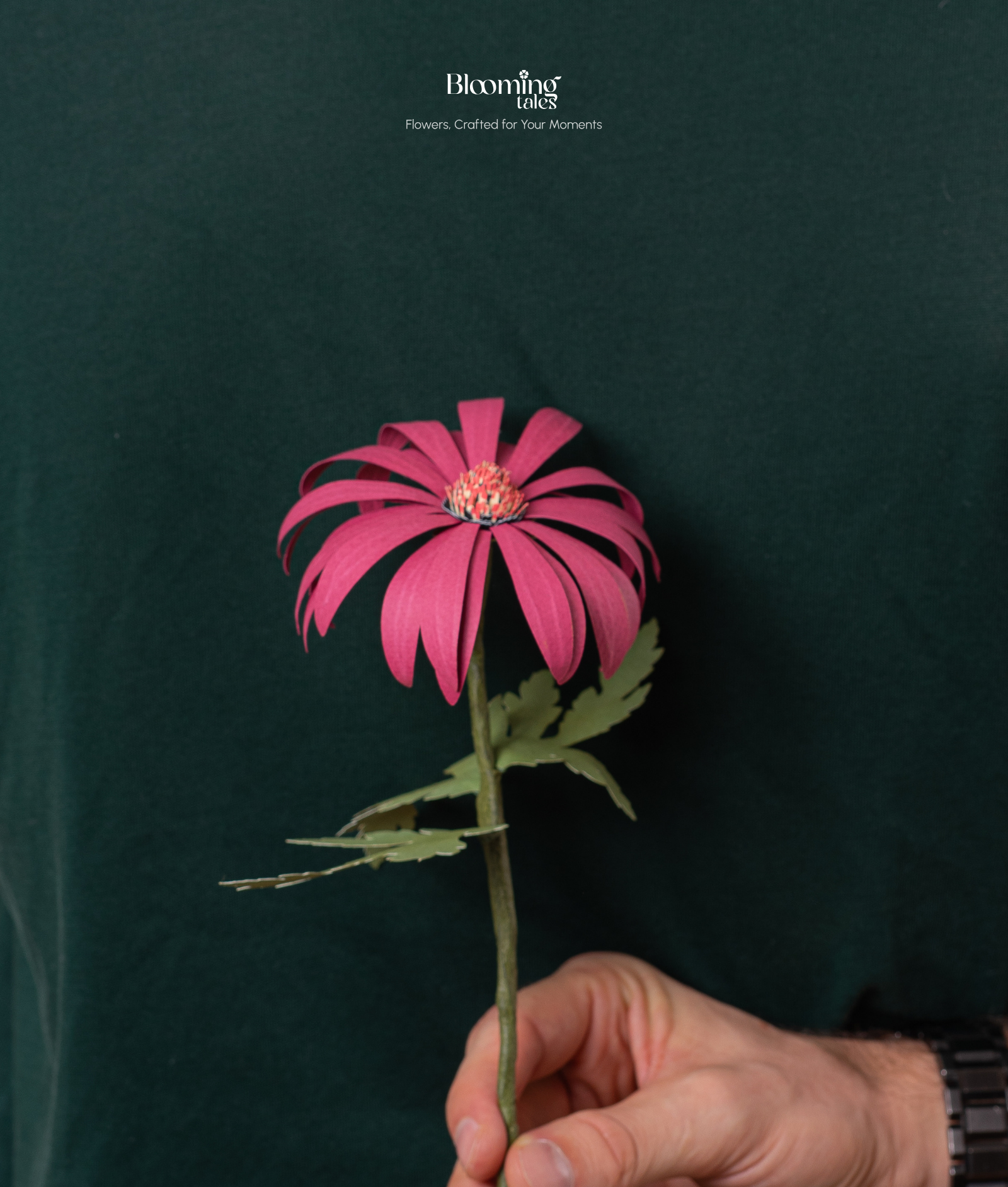 Coneflower