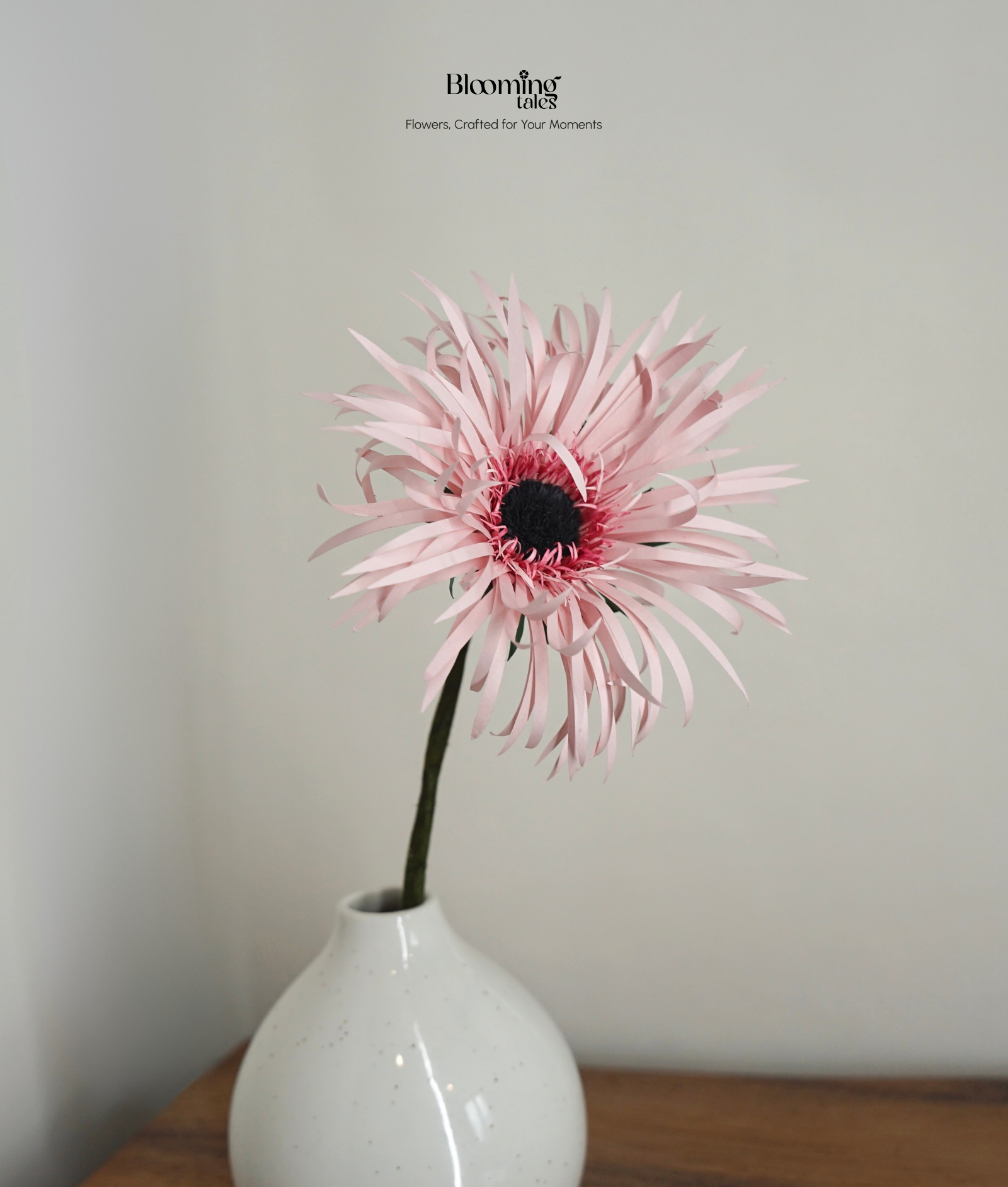 Spider Gerbera