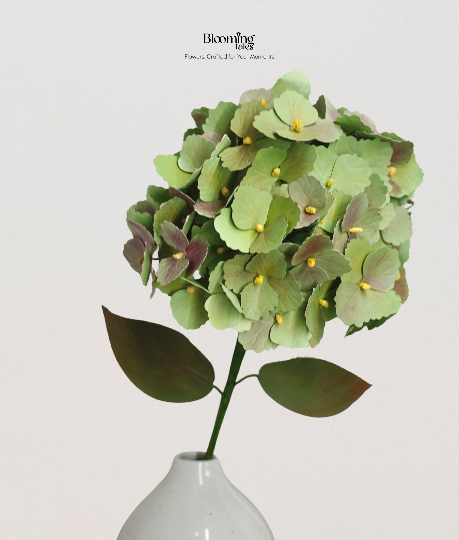 Hydrangea