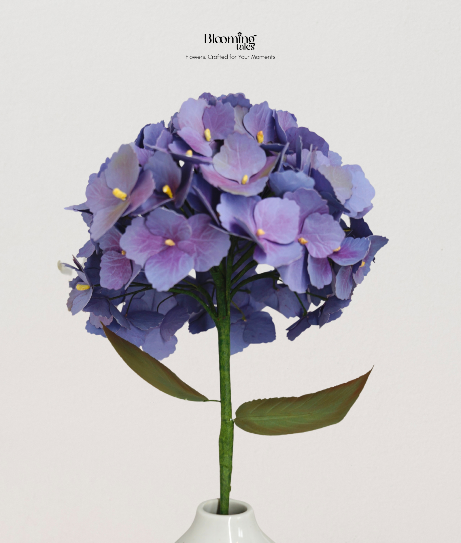 Hydrangea