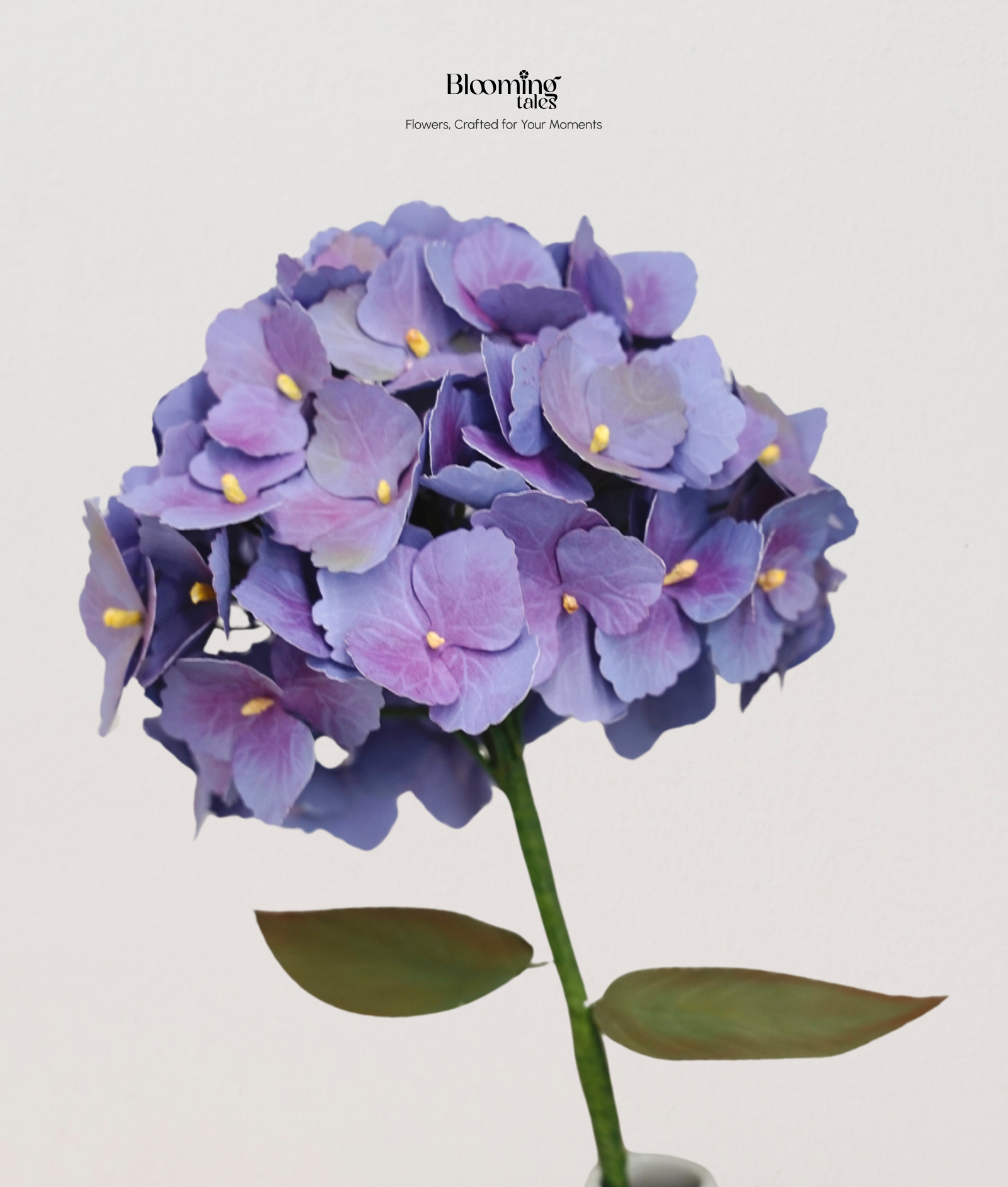 Hydrangea