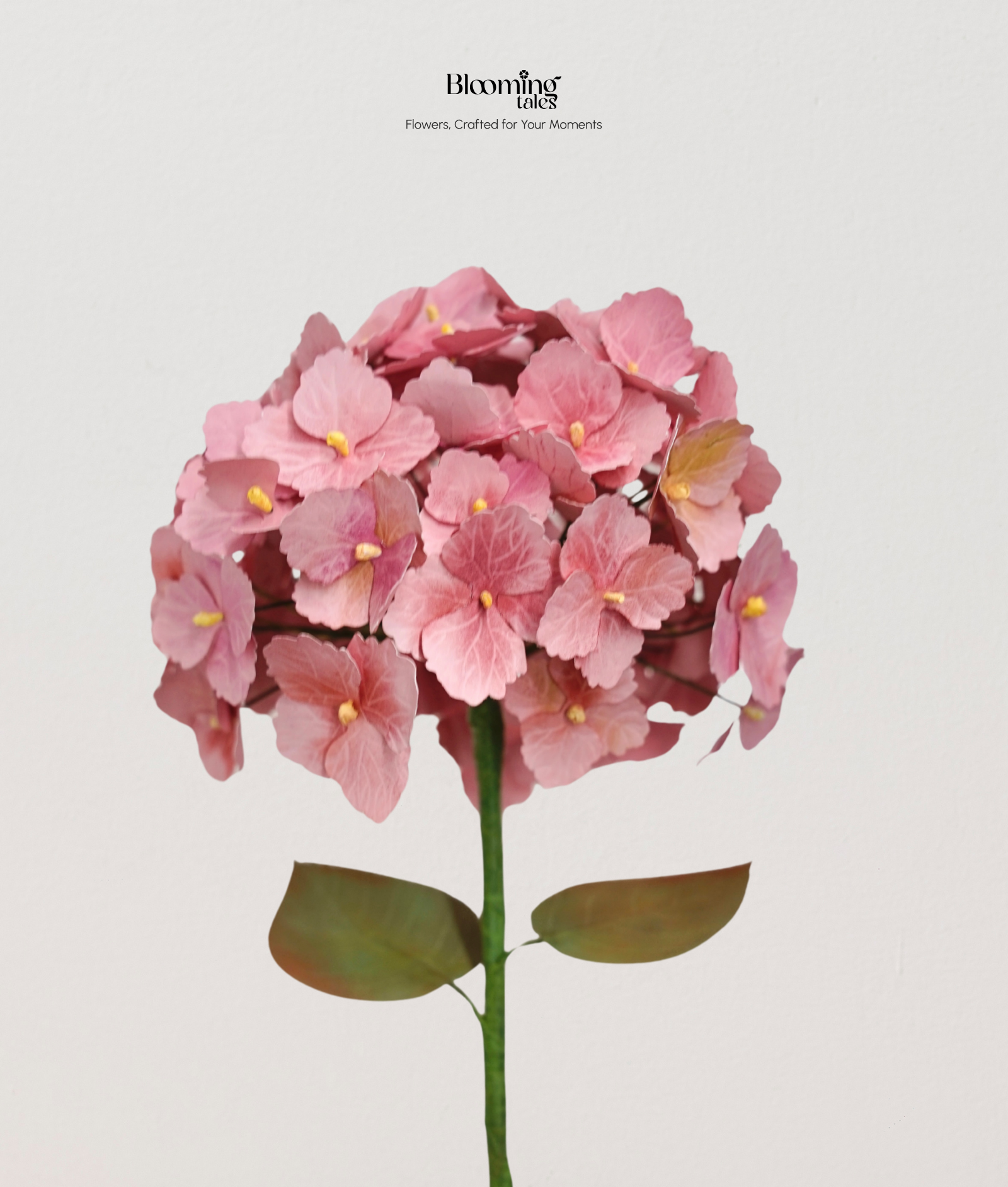 Hydrangea