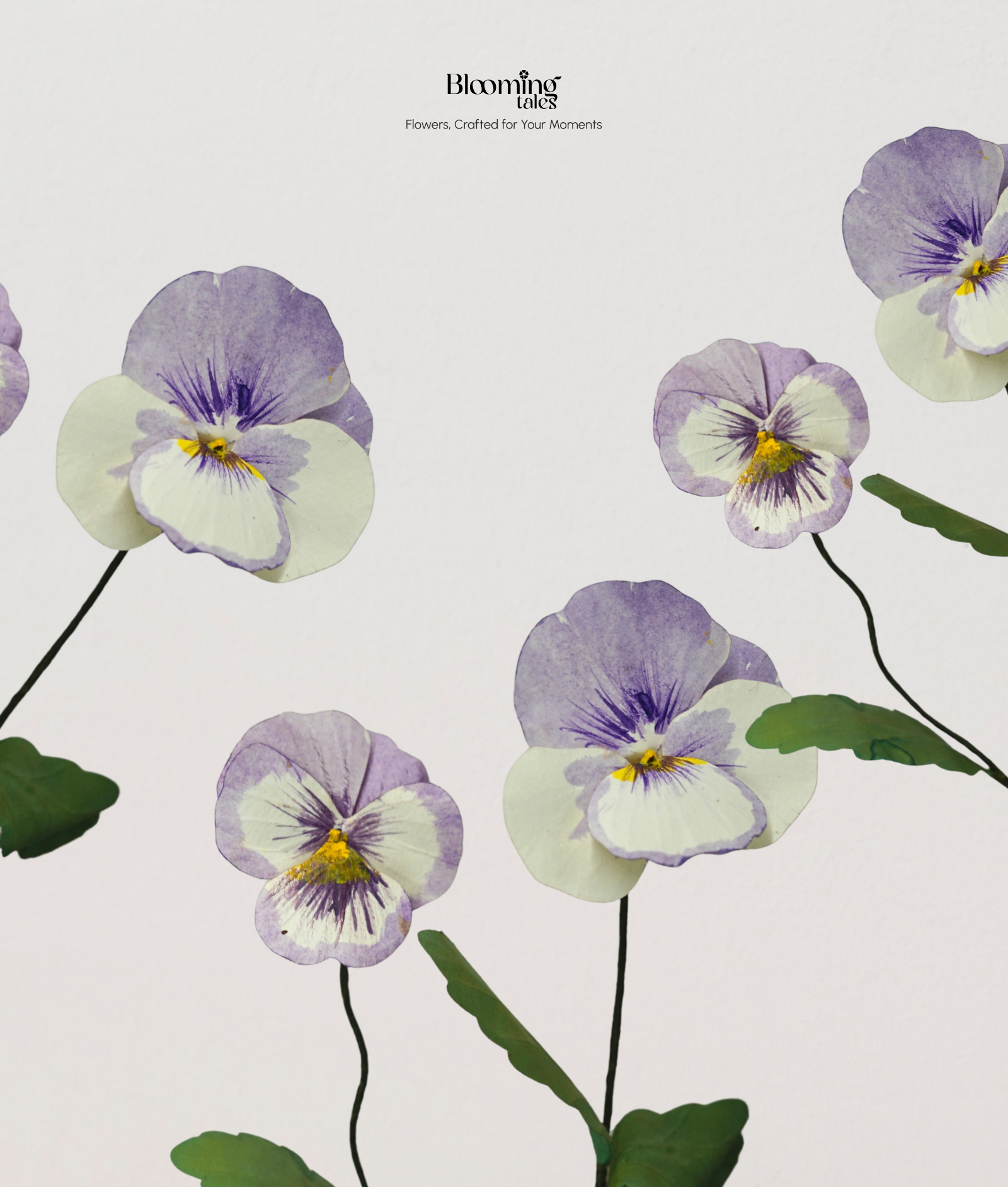 Pansy