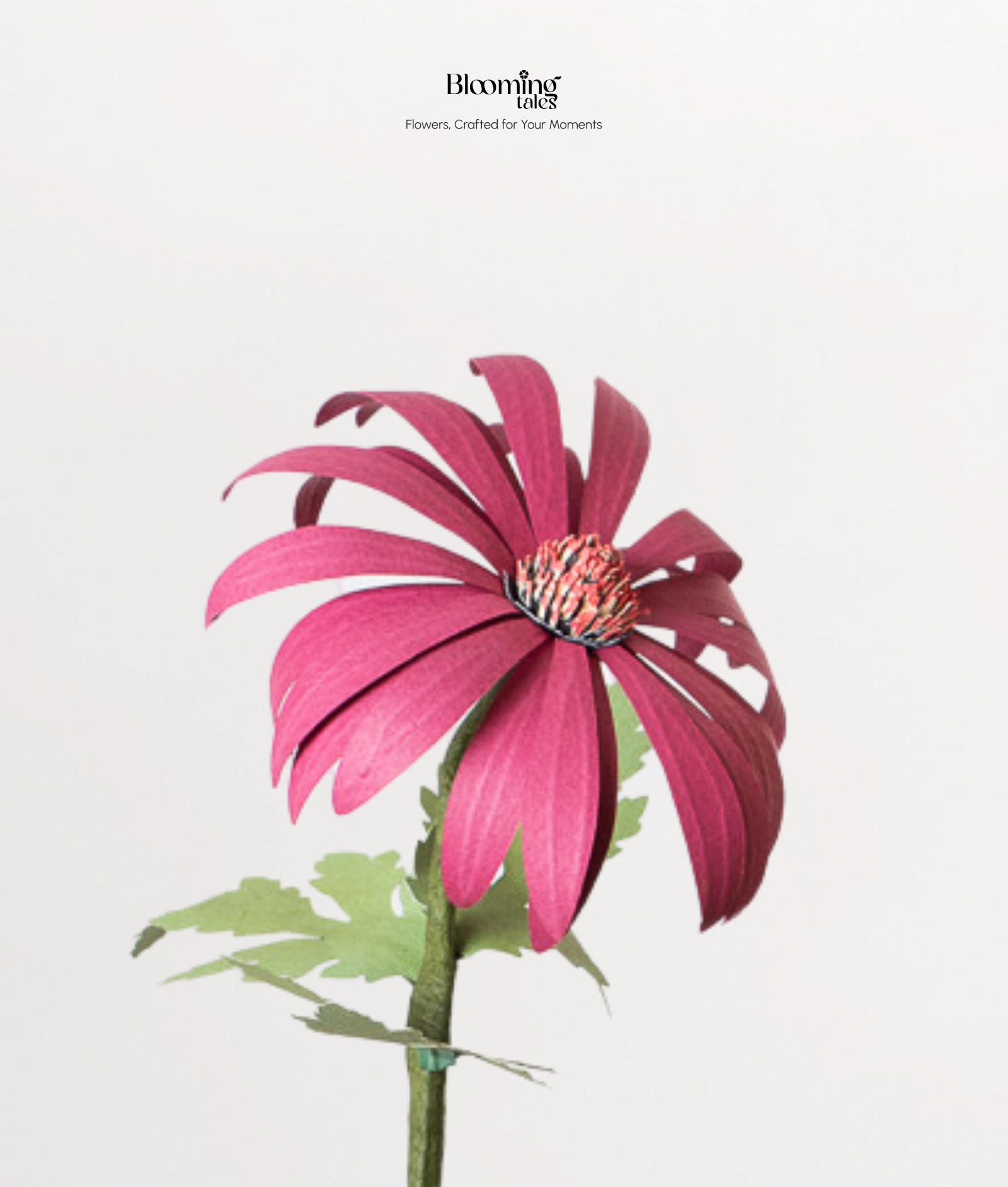Coneflower