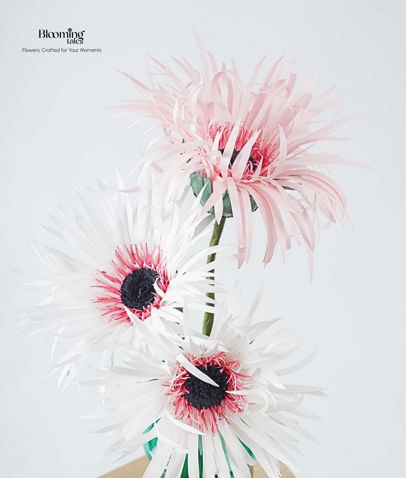 Spider Gerbera