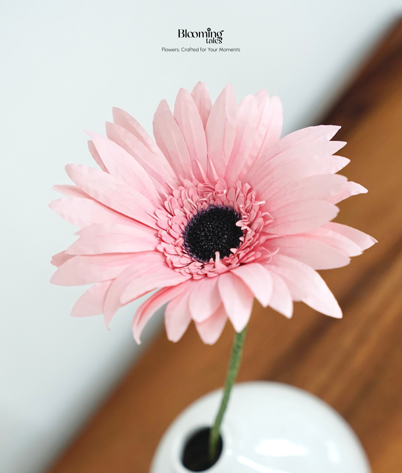Gerbera Daisy