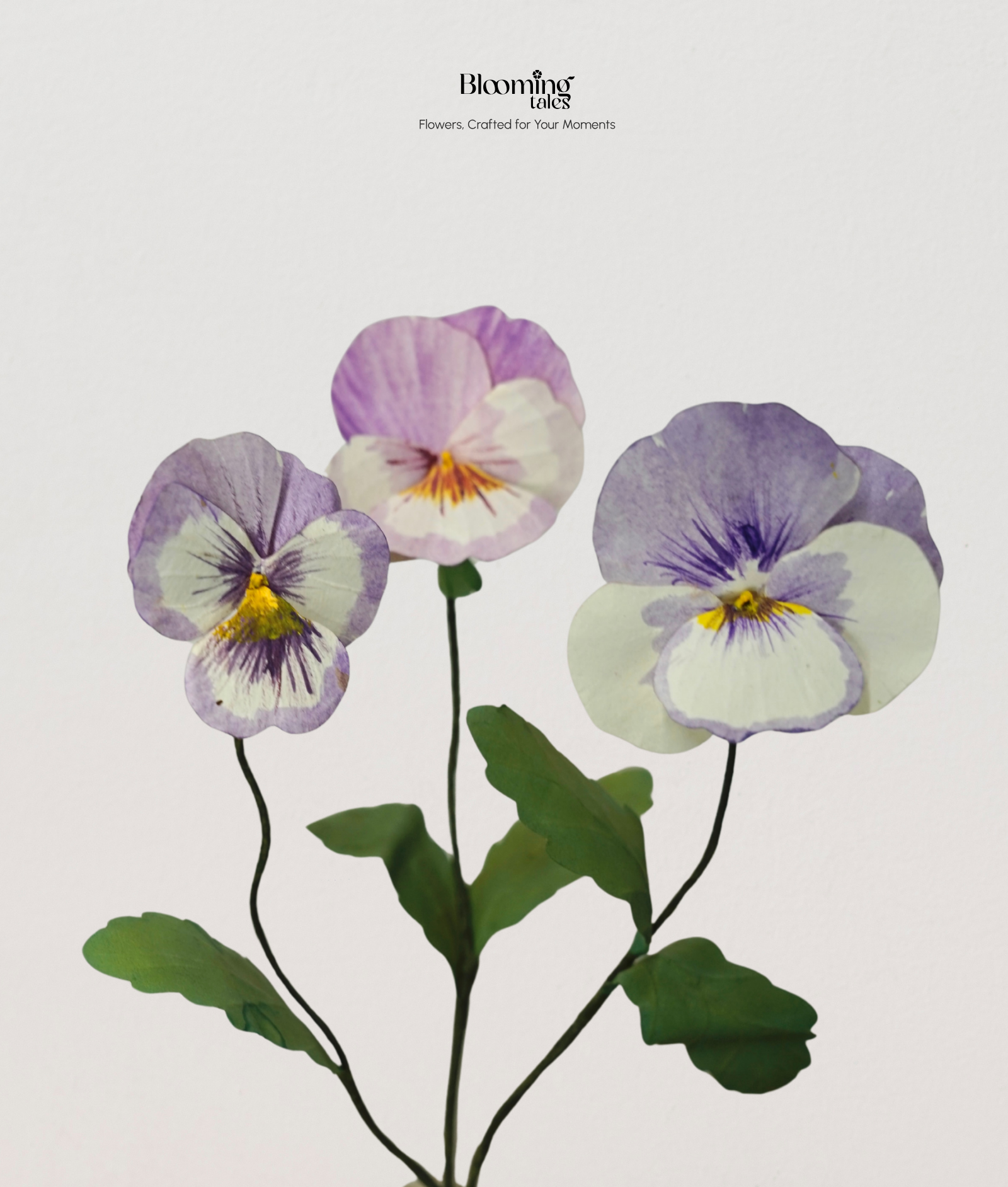 Pansy