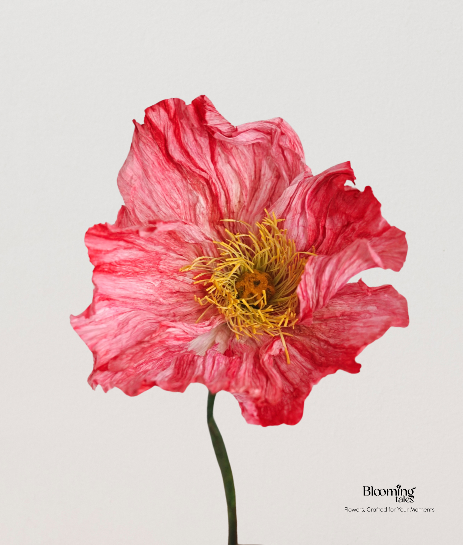 Poppy